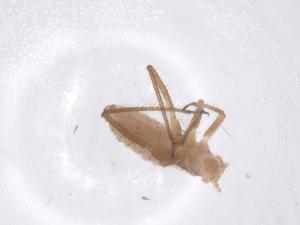  ( - CBG-B16127-C07)  @11 [ ] CreativeCommons - Attribution Share - Alike (2025) Centre for Biodiversity Genomics Centre for Biodiversity Genomics