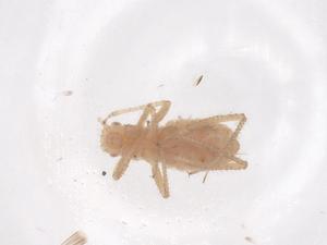  ( - CBG-B16386-F09)  @11 [ ] CreativeCommons - Attribution Share - Alike (2025) Centre for Biodiversity Genomics Centre for Biodiversity Genomics