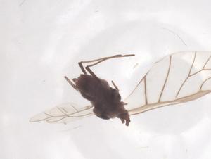  ( - CBG-B16386-G10)  @11 [ ] CreativeCommons - Attribution Share - Alike (2025) Centre for Biodiversity Genomics Centre for Biodiversity Genomics