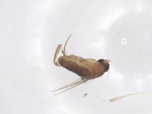  (Megaselia sihlwaldensis - CBG-B16469-F09)  @11 [ ] CreativeCommons - Attribution Share - Alike (2025) Centre for Biodiversity Genomics Centre for Biodiversity Genomics