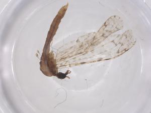  ( - CBG-B16482-D03)  @11 [ ] CreativeCommons - Attribution Share - Alike (2025) Centre for Biodiversity Genomics Centre for Biodiversity Genomics