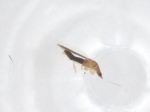  (Stenchaetothrips spinulae - CBG-B16511-G08)  @11 [ ] CreativeCommons - Attribution Share - Alike (2025) Centre for Biodiversity Genomics Centre for Biodiversity Genomics