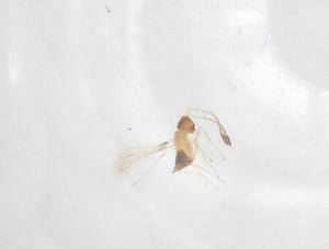  ( - CBG-B16511-G10)  @11 [ ] CreativeCommons - Attribution Share - Alike (2025) Centre for Biodiversity Genomics Centre for Biodiversity Genomics