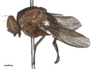  ( - CBG-B16525-D11)  @11 [ ] CreativeCommons - Attribution Share - Alike (2025) CBG Photography Group Centre for Biodiversity Genomics
