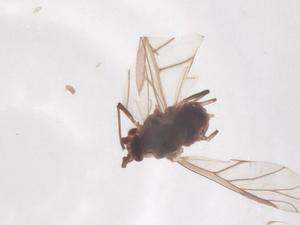  ( - CBG-B16564-B06)  @11 [ ] CreativeCommons - Attribution Share - Alike (2025) Centre for Biodiversity Genomics Centre for Biodiversity Genomics