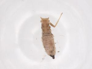  ( - CBG-B16564-B08)  @11 [ ] CreativeCommons - Attribution Share - Alike (2025) Centre for Biodiversity Genomics Centre for Biodiversity Genomics