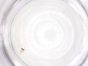  ( - CBG-B16564-H04)  @11 [ ] CreativeCommons - Attribution Share - Alike (2025) Centre for Biodiversity Genomics Centre for Biodiversity Genomics