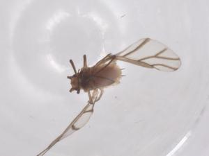  ( - CBG-B16565-B08)  @11 [ ] CreativeCommons - Attribution Share - Alike (2025) Centre for Biodiversity Genomics Centre for Biodiversity Genomics