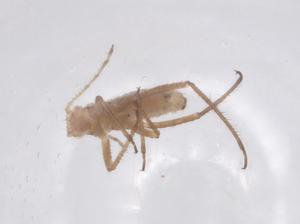  ( - CBG-B16565-E02)  @11 [ ] CreativeCommons - Attribution Share - Alike (2025) Centre for Biodiversity Genomics Centre for Biodiversity Genomics