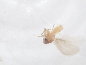  ( - CBG-B16579-B09)  @11 [ ] CreativeCommons - Attribution Share - Alike (2025) Centre for Biodiversity Genomics Centre for Biodiversity Genomics