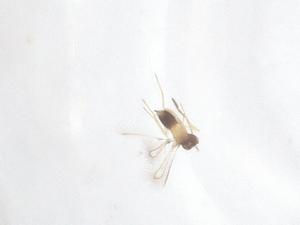  ( - CBG-B16579-H05)  @11 [ ] CreativeCommons - Attribution Share - Alike (2025) Centre for Biodiversity Genomics Centre for Biodiversity Genomics