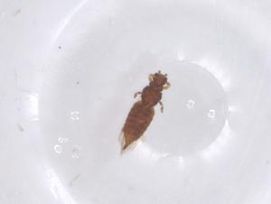  ( - CBG-B16581-D08)  @11 [ ] CreativeCommons - Attribution Share - Alike (2025) Centre for Biodiversity Genomics Centre for Biodiversity Genomics