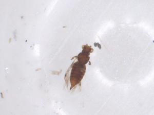  ( - CBG-B16581-D09)  @11 [ ] CreativeCommons - Attribution Share - Alike (2025) Centre for Biodiversity Genomics Centre for Biodiversity Genomics