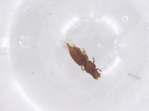  ( - CBG-B16581-D10)  @11 [ ] CreativeCommons - Attribution Share - Alike (2025) Centre for Biodiversity Genomics Centre for Biodiversity Genomics