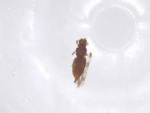  ( - CBG-B16581-D12)  @11 [ ] CreativeCommons - Attribution Share - Alike (2025) Centre for Biodiversity Genomics Centre for Biodiversity Genomics