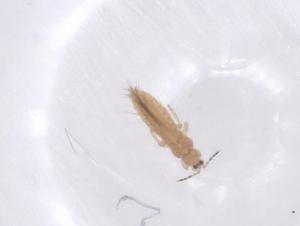  ( - CBG-B16581-E04)  @11 [ ] CreativeCommons - Attribution Share - Alike (2025) Centre for Biodiversity Genomics Centre for Biodiversity Genomics