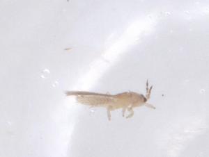  ( - CBG-B16581-E05)  @11 [ ] CreativeCommons - Attribution Share - Alike (2025) Centre for Biodiversity Genomics Centre for Biodiversity Genomics