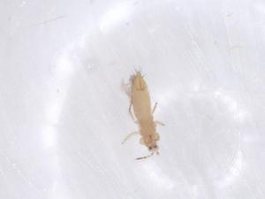  ( - CBG-B16581-E06)  @11 [ ] CreativeCommons - Attribution Share - Alike (2025) Centre for Biodiversity Genomics Centre for Biodiversity Genomics