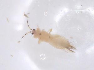  ( - CBG-B16581-E11)  @11 [ ] CreativeCommons - Attribution Share - Alike (2025) Centre for Biodiversity Genomics Centre for Biodiversity Genomics