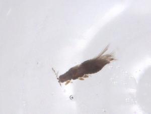  (Caliothrips insularis - CBG-B16581-G07)  @11 [ ] CreativeCommons - Attribution Share - Alike (2025) Centre for Biodiversity Genomics Centre for Biodiversity Genomics