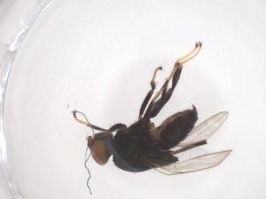  ( - CBG-B23968-G01)  @11 [ ] CreativeCommons - Attribution Share - Alike (2025) Centre for Biodiversity Genomics Centre for Biodiversity Genomics