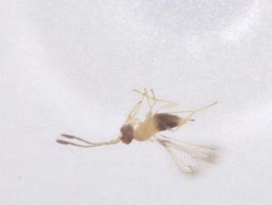  ( - CBG-B23969-B10)  @11 [ ] CreativeCommons - Attribution Share - Alike (2025) Centre for Biodiversity Genomics Centre for Biodiversity Genomics