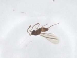  ( - CBG-B23984-C05)  @11 [ ] CreativeCommons - Attribution Share - Alike (2025) Centre for Biodiversity Genomics Centre for Biodiversity Genomics