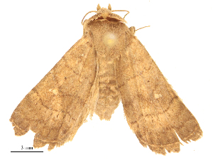  ( - CBG-B24010-E02)  @11 [ ] CreativeCommons - Attribution Share - Alike (2025) CBG Photography Group Centre for Biodiversity Genomics