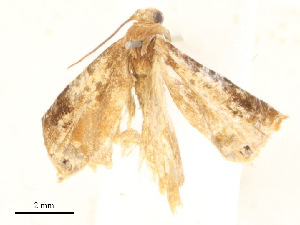  ( - CBG-B24010-E11)  @11 [ ] CreativeCommons - Attribution Share - Alike (2025) CBG Photography Group Centre for Biodiversity Genomics