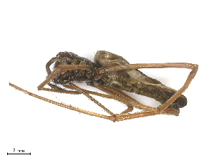  ( - CBG-B24010-H08)  @11 [ ] CreativeCommons - Attribution Share - Alike (2025) CBG Photography Group Centre for Biodiversity Genomics