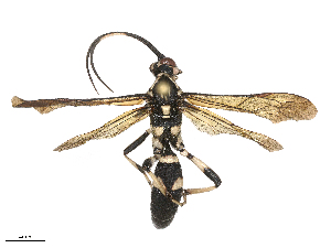  (Amblyjoppa cognatoria - CBG-B24016-G10)  @11 [ ] CreativeCommons - Attribution Share - Alike (2025) CBG Photography Group Centre for Biodiversity Genomics