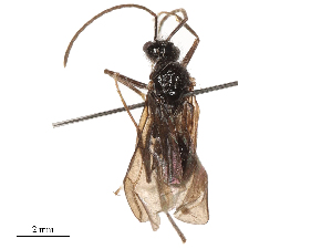  ( - CBG-B24026-G04)  @11 [ ] CreativeCommons - Attribution Share - Alike (2025) CBG Photography Group Centre for Biodiversity Genomics