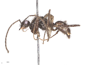  ( - CBG-B24030-A06)  @11 [ ] CreativeCommons - Attribution Share - Alike (2025) CBG Photography Group Centre for Biodiversity Genomics