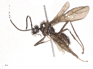  ( - CBG-B24030-A12)  @11 [ ] CreativeCommons - Attribution Share - Alike (2025) CBG Photography Group Centre for Biodiversity Genomics