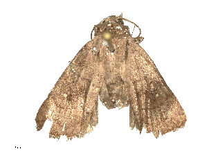  ( - CBG-B24030-E12)  @11 [ ] CreativeCommons - Attribution Share - Alike (2025) CBG Photography Group Centre for Biodiversity Genomics