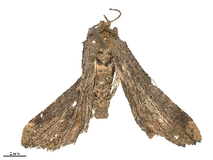  ( - CBG-B24030-F10)  @11 [ ] CreativeCommons - Attribution Share - Alike (2025) CBG Photography Group Centre for Biodiversity Genomics