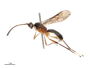  ( - CBG-B24032-D06)  @11 [ ] CreativeCommons - Attribution Share - Alike (2025) CBG Photography Group Centre for Biodiversity Genomics