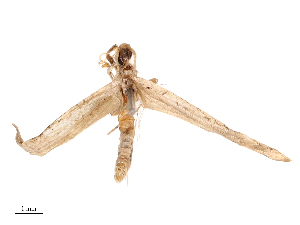  (Hypatima excellentella - CBG-B24032-G01)  @11 [ ] CreativeCommons - Attribution Share - Alike (2025) CBG Photography Group Centre for Biodiversity Genomics