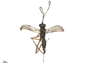  (Hedycryptus - CBG-B24043-C09)  @11 [ ] CreativeCommons - Attribution Share - Alike (2025) CBG Photography Group Centre for Biodiversity Genomics