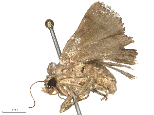  ( - CBG-B24043-G06)  @11 [ ] CreativeCommons - Attribution Share - Alike (2025) CBG Photography Group Centre for Biodiversity Genomics