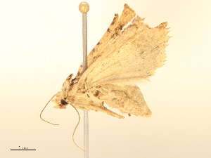  ( - CBG-B24050-D03)  @11 [ ] CreativeCommons - Attribution Share - Alike (2025) CBG Photography Group Centre for Biodiversity Genomics