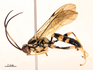  ( - CBG-B24050-D09)  @11 [ ] CreativeCommons - Attribution Share - Alike (2025) CBG Photography Group Centre for Biodiversity Genomics