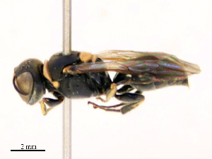  (Hingstoniola - CBG-B24050-D11)  @11 [ ] CreativeCommons - Attribution Share - Alike (2025) CBG Photography Group Centre for Biodiversity Genomics