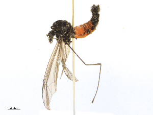  ( - CBG-B24052-A06)  @11 [ ] CreativeCommons - Attribution Share - Alike (2025) CBG Photography Group Centre for Biodiversity Genomics