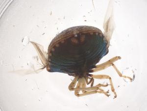  ( - CBG-B24053-H01)  @11 [ ] CreativeCommons - Attribution Share - Alike (2025) Centre for Biodiversity Genomics Centre for Biodiversity Genomics