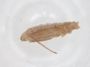  ( - CBG-B24055-C08)  @11 [ ] CreativeCommons - Attribution Share - Alike (2025) Centre for Biodiversity Genomics Centre for Biodiversity Genomics