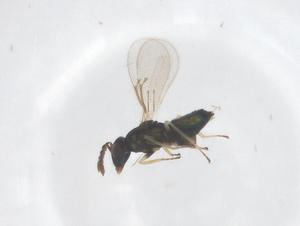  (Oomyzus sokolowskii - CBG-B24058-D04)  @11 [ ] CreativeCommons - Attribution Share - Alike (2025) Centre for Biodiversity Genomics Centre for Biodiversity Genomics