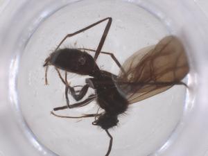  ( - CBG-B24109-C03)  @11 [ ] CreativeCommons - Attribution Share - Alike (2025) Centre for Biodiversity Genomics Centre for Biodiversity Genomics