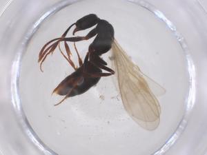  (Brachyponera luteipes - CBG-B24109-D09)  @11 [ ] CreativeCommons - Attribution Share - Alike (2025) Centre for Biodiversity Genomics Centre for Biodiversity Genomics