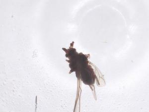  ( - CBG-B24120-C12)  @11 [ ] CreativeCommons - Attribution Share - Alike (2025) Centre for Biodiversity Genomics Centre for Biodiversity Genomics